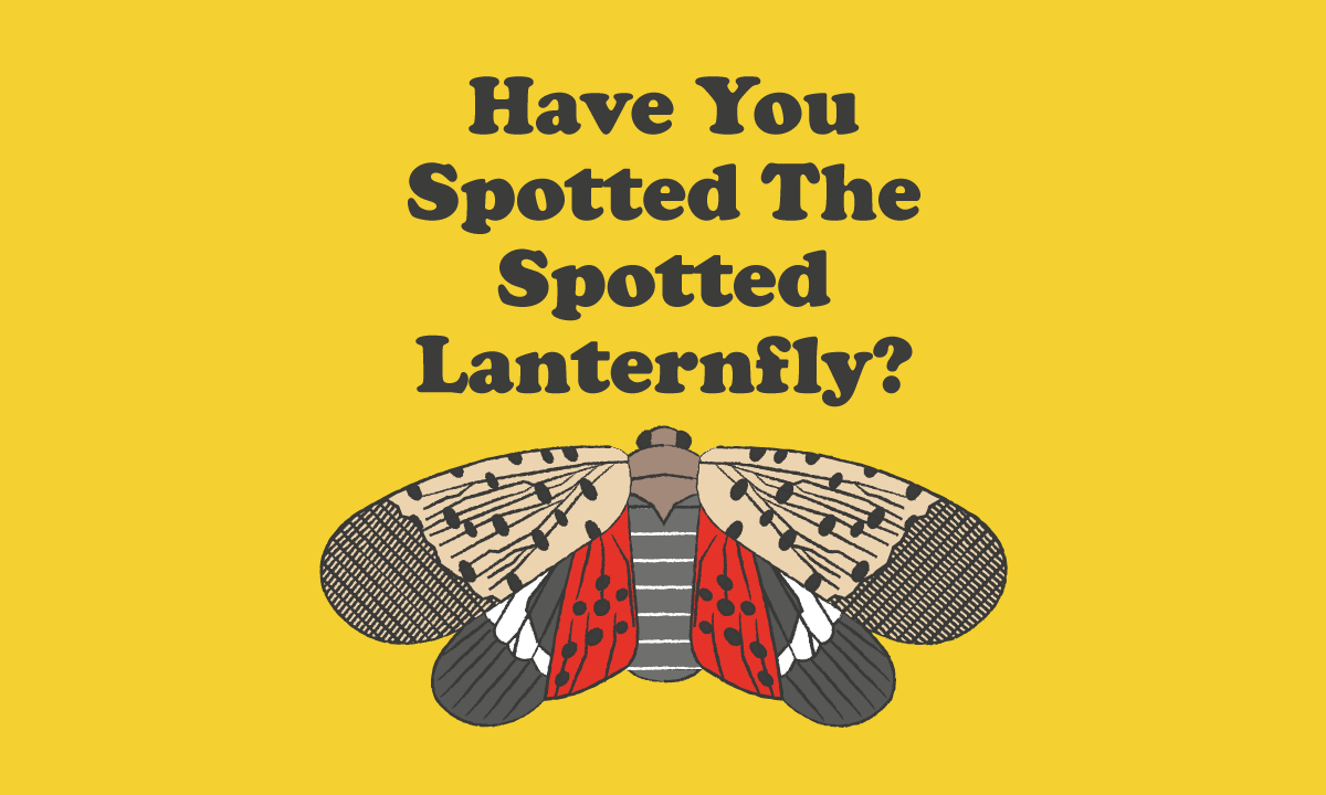 Spot the Spotted Lanternfly