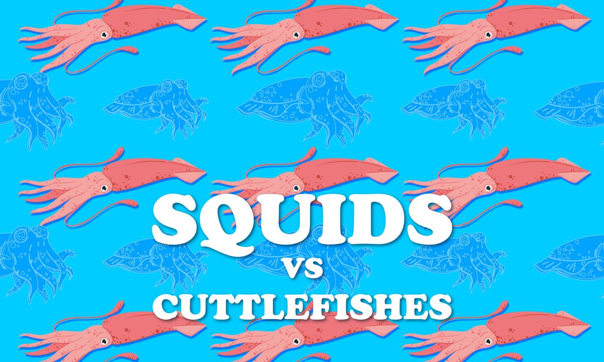 Squids versus Cuttlefishes