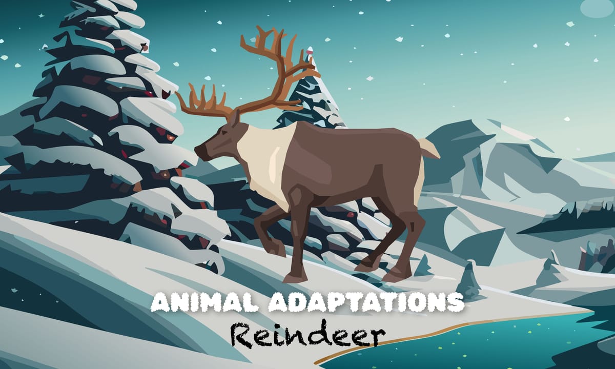 Animal Adaptations: Reindeer