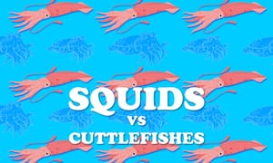 Squids versus Cuttlefishes
