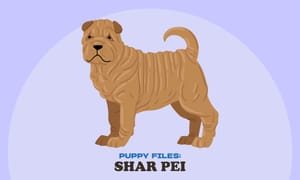 Puppy Files: Shar Pei