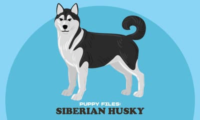Puppy Files: Siberian Husky