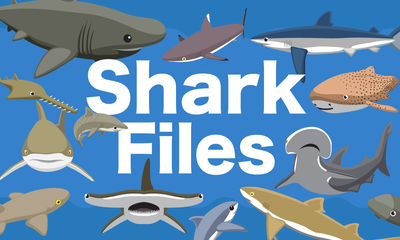 Shark Files: Teaching about Different Shark Species