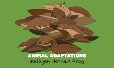 Animal Adaptations: Malayan Horned Frog