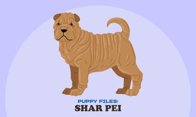 Puppy Files: Shar Pei