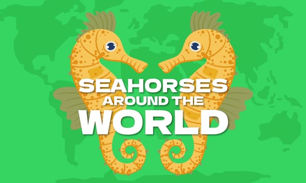 Seahorses Around The World