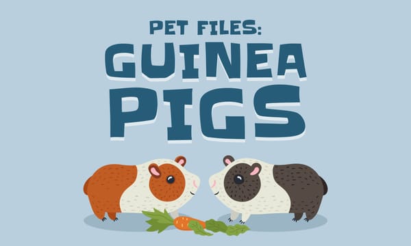 Pet Files: Guinea Pigs