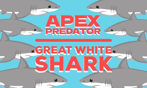 Apex Predator of the Seas: Great White Shark