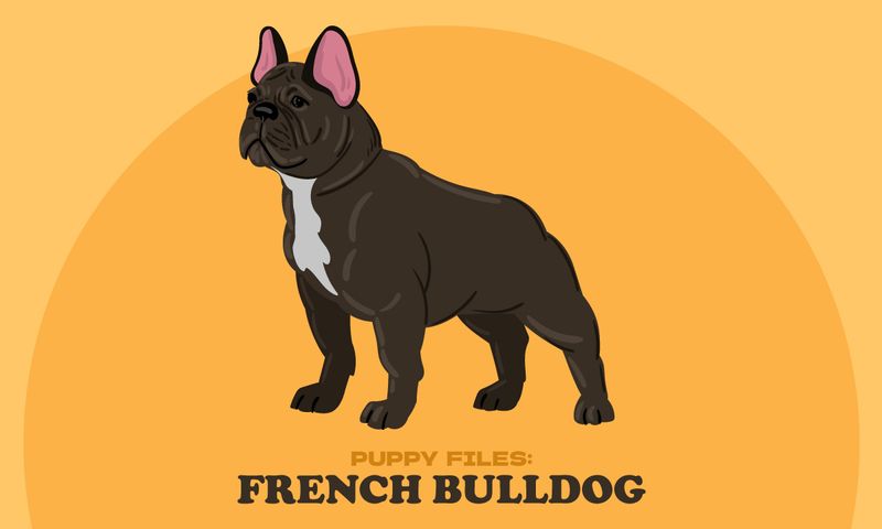 Puppy Files: French Bulldog