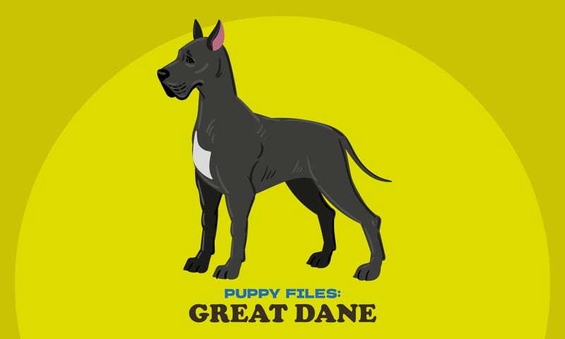 Puppy Files: Great Dane